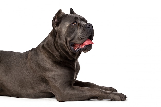 Cane corso perro sobre superficie blanca