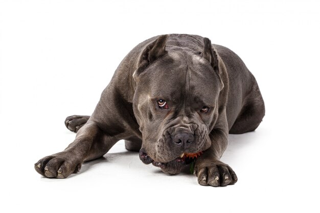 Cane corso perro sobre superficie blanca