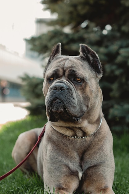 Cane Corso-Porträt Cane Corso sitzt draußen auf grünem Gras Große Hunderassen Italienischer Hund Cane Corso Der mutige Blick eines Hundes