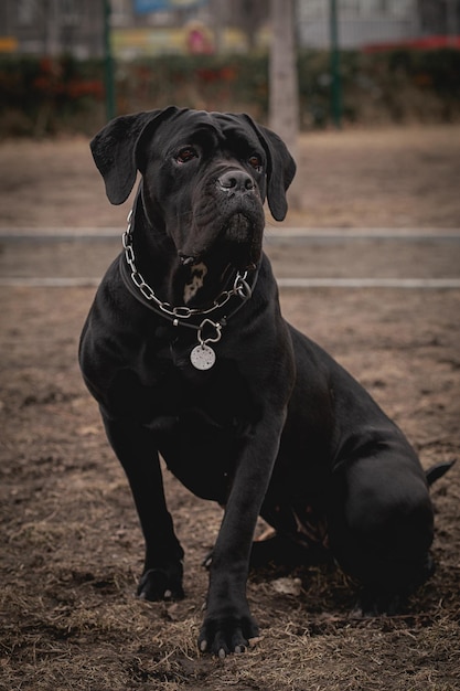 Cane corso retrato cane corso sentado al aire libre razas de perros grandes perro italiano cane corso el coraje