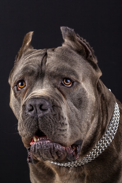 Cane corso retrato em estúdio com preto