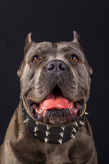 Cane corso retrato con negro