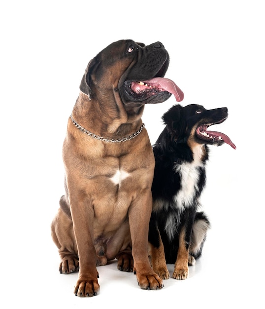 Cane Corso und Australian Shepherd im Studio