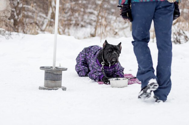 Cane Corso Winter wartet auf sein Abendessen