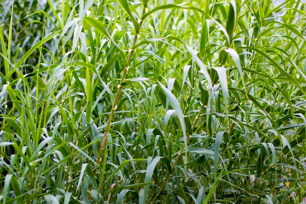 Cane-Hintergrund