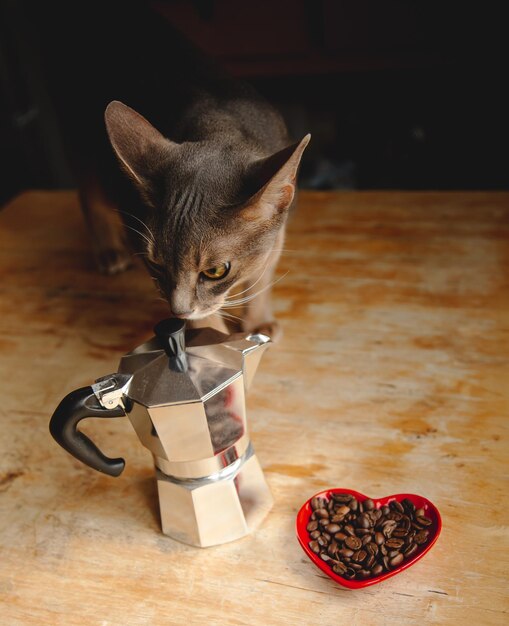 Foto caneca de café de gato abissiniano azul e grãos de café em forma de coração vermelho