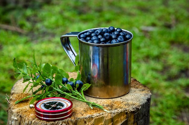 Caneca turística com bagas na floresta Acampamento na floresta colhendo mirtilosxA