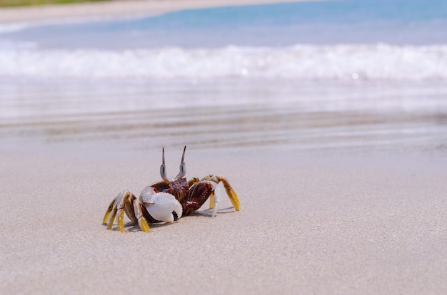 cangrejo en una arena. cangrejo en la playa