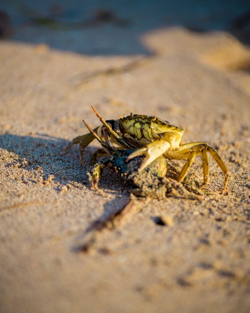 Cangrejo de arena de cerca