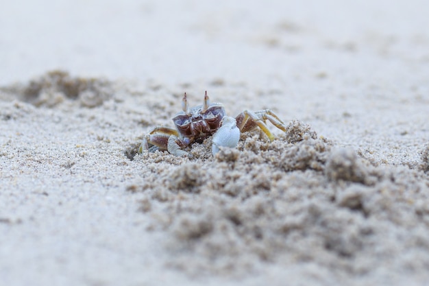 Cangrejo con arena en la playa