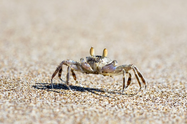 Cangrejo en la arena de la playa