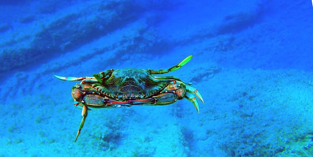 El cangrejo azul - (Callinectes sapidus)