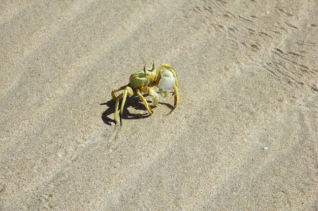 El cangrejo en la bahía de Shuab en la isla de Socotra, Océano Índico, Yemen