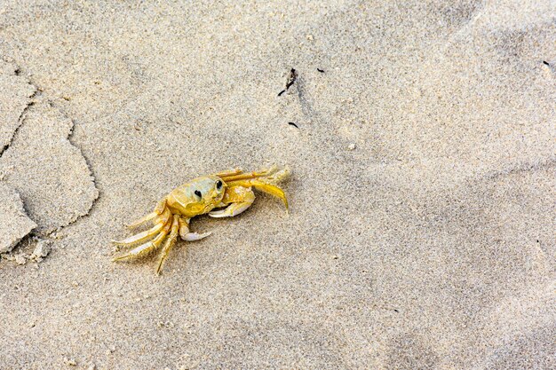 Foto cangrejo caminando por la arena de la playa en el estado de bahia, brasil