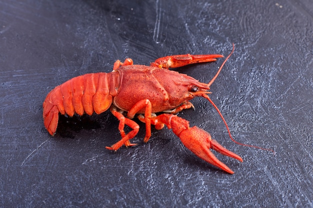 Cangrejo de cangrejo cocido listo para comer sobre fondo de cemento azul oscuro. Copia espacio Gastos generales.