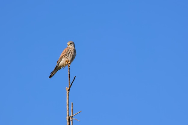 cangrejo común en una rama de árbol en el fondo de un cielo azul