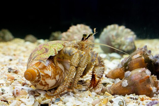 Cangrejo ermitaño en el acuario