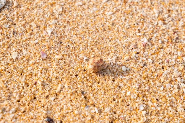 cangrejo ermitaño en la arena de la playa.