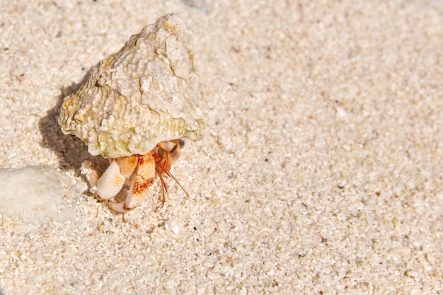 Cangrejo ermitaño en la playa de una isla tropical en las Maldivas.