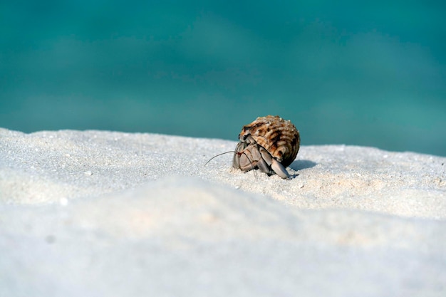 Cangrejo ermitaño en la playa paraíso tropical de arena blanca