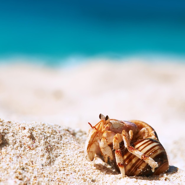 Cangrejo ermitaño en la playa