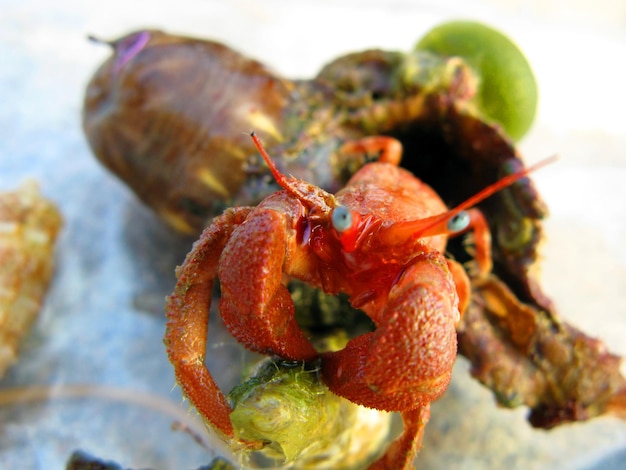 Cangrejo ermitaño rojo que sobresale de su caparazón, primer plano. Paguroidea. Animales del Mediterráneo.