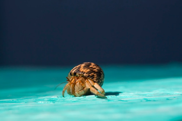 Cangrejo ermitaño sobre fondo azul.