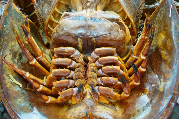 Cangrejo herradura quemado para cocinar cerca