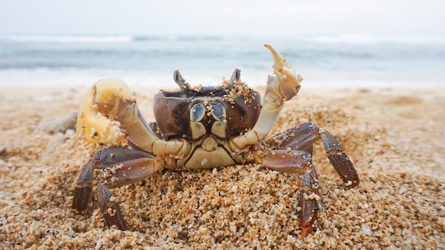 El cangrejo de mar macho tiene garras grandes y pequeñas.