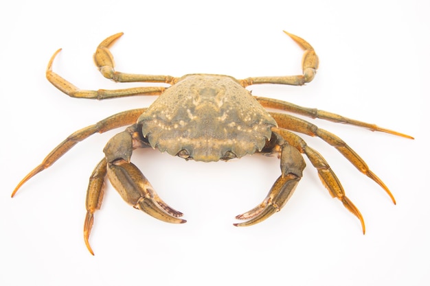 Foto cangrejo de mar sobre un fondo blanco.