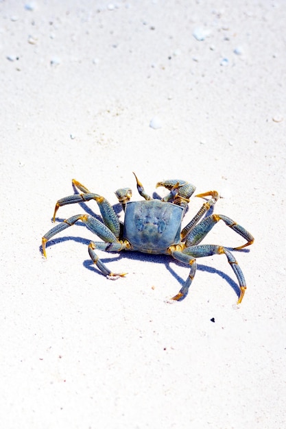 Cangrejo pequeño de cerca en la playa de arena en Maldivas