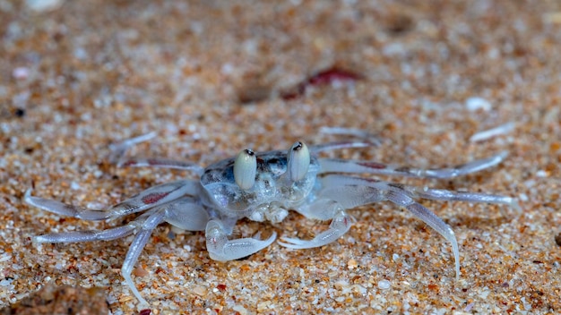 cangrejo pequeño en la playa, disparos nocturnos junto al océano