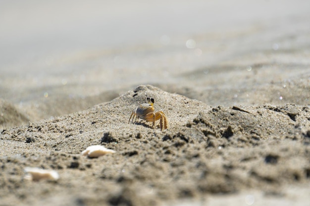 Un cangrejo en la playa en la arena.