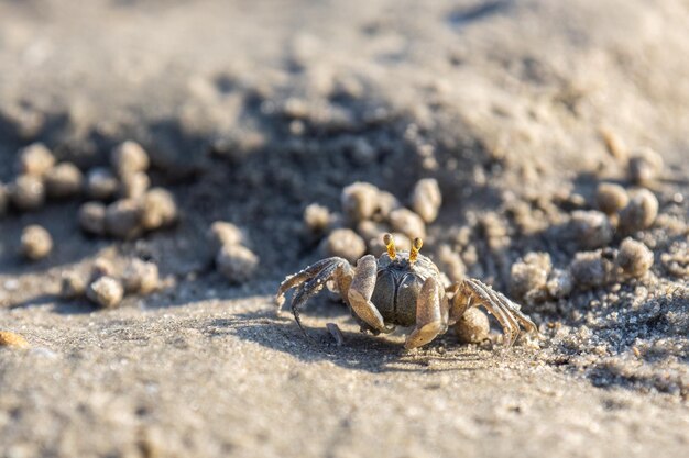 Un cangrejo en la playa está cubierto de arena.