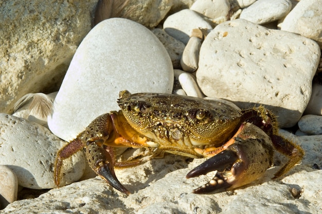 Cangrejo en la playa de piedra