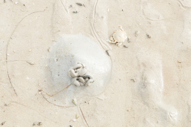 Cangrejo en la playa