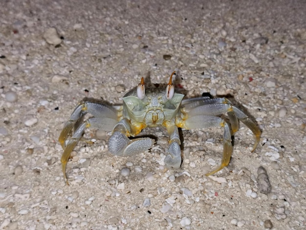 Cangrejo en la playa