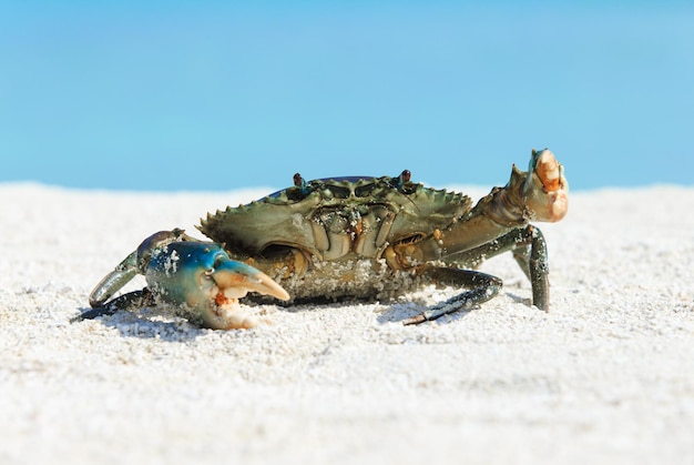 cangrejo en la playa