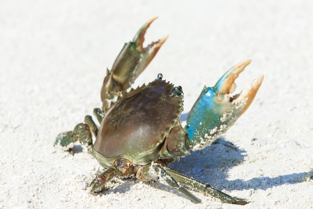 cangrejo en la playa