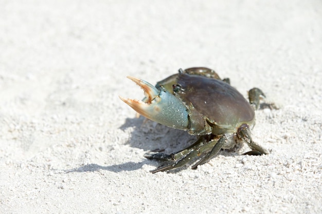 cangrejo en la playa