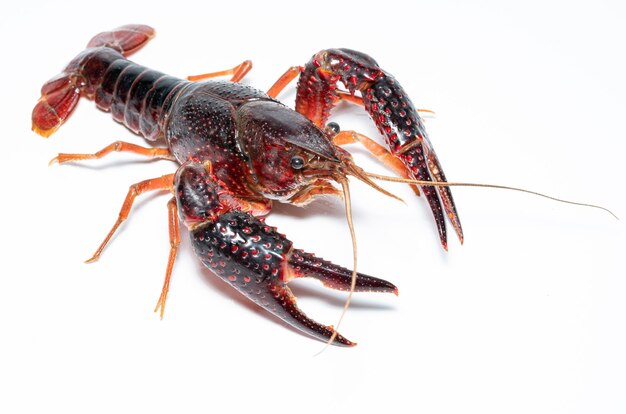 Cangrejo Procambarus clarkii con fondo blanco.