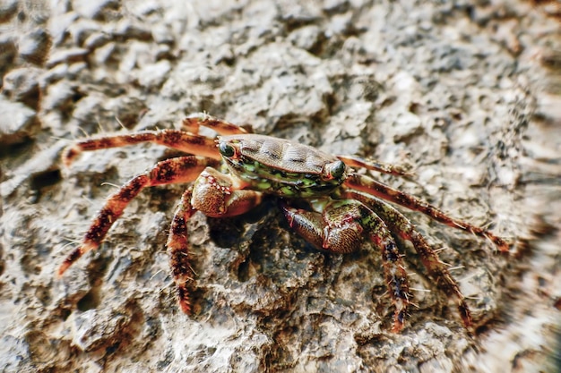 Cangrejo de roca de mármol (Pachygrapsus marmoratus) Cangrejo de primer plano