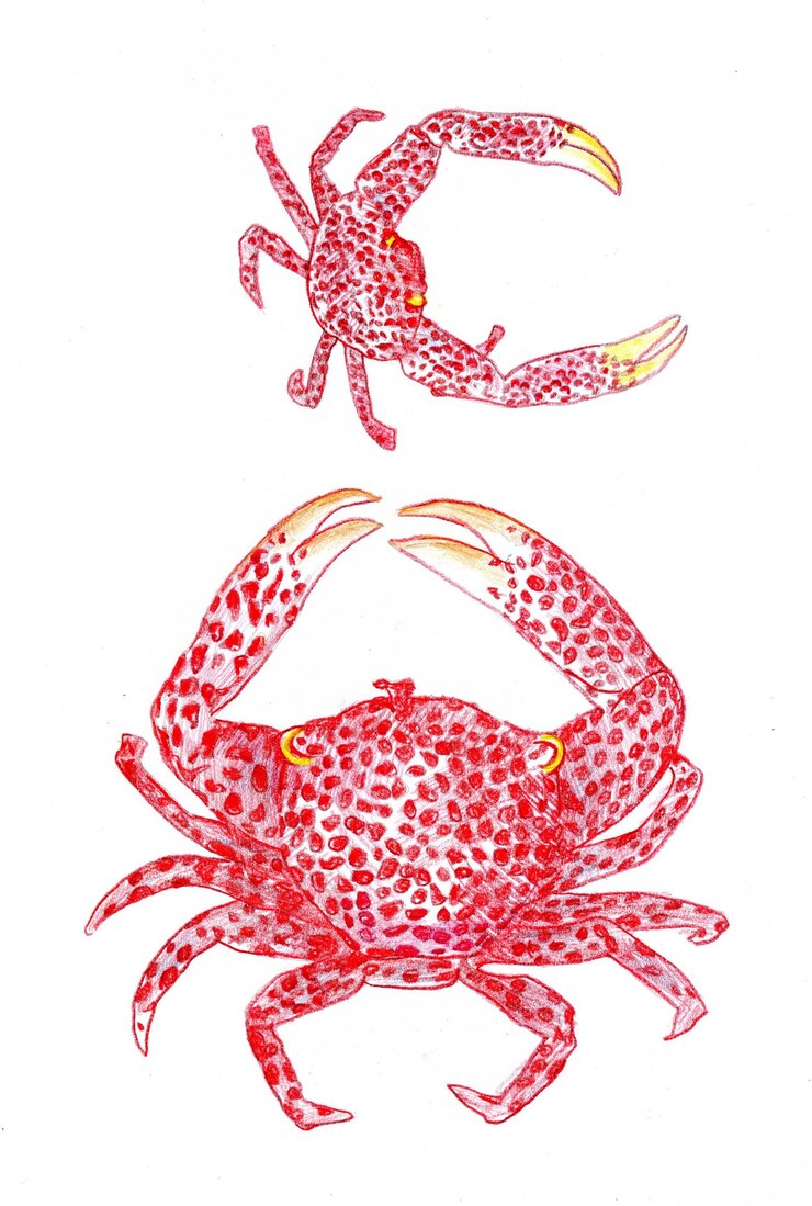 Cangrejo rojo aislado sobre fondo blanco Ilustración acuarela