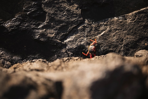 Cangrejo rojo entre piedras volcánicas en la playa