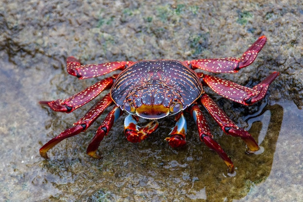 Foto cangrejos de galápagos: cangrejo sally lightfoot, cangrejo de roca roja