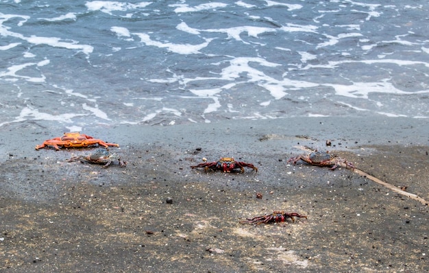 Cangrejos en Galápagos