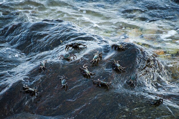 Cangrejos negros en la roca por la orilla de mar.
