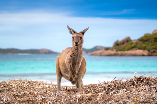 Foto canguro 0n la playa lucky australia occidental