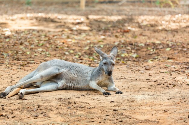 Canguro australiano gris en la naturaleza