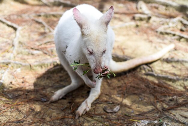 el canguro australiano wallaby blanco parado solo